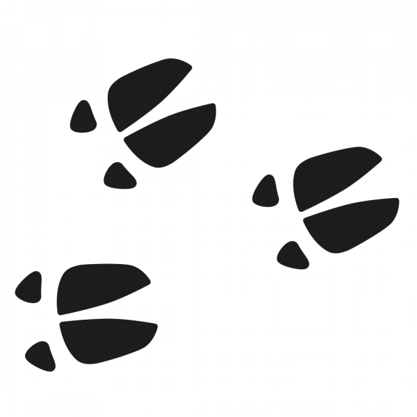 Bild zum Thema „Was ist eigentlich aus der Sau geworden?“